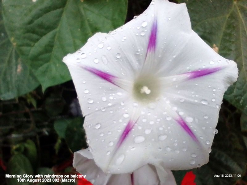 Morning Glory with raindrops on balcony 18th August 2023 002 (Macro).jpg