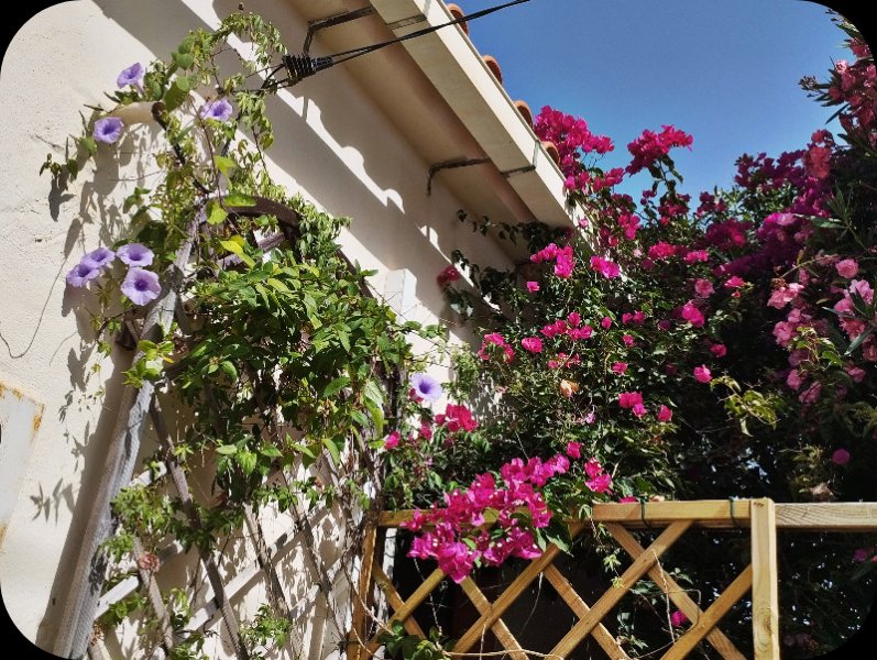 Morning Glory2 20 Jun 25.jpg