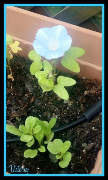 Morning Glory2  CARNEVALE DI VENEZIA.jpg