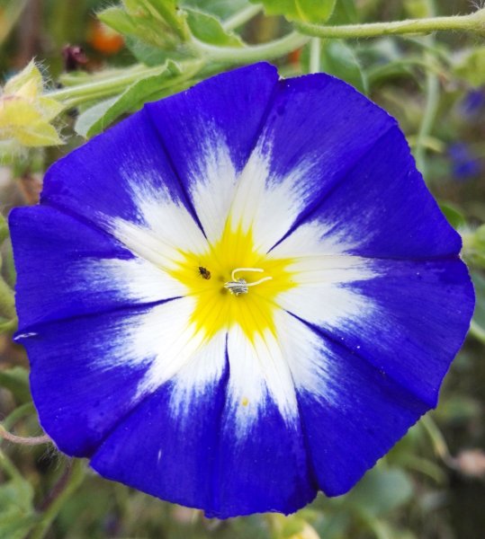 MORNING GLORY_Dwarf  and Tiny Beetle_IMG_20171008.jpg