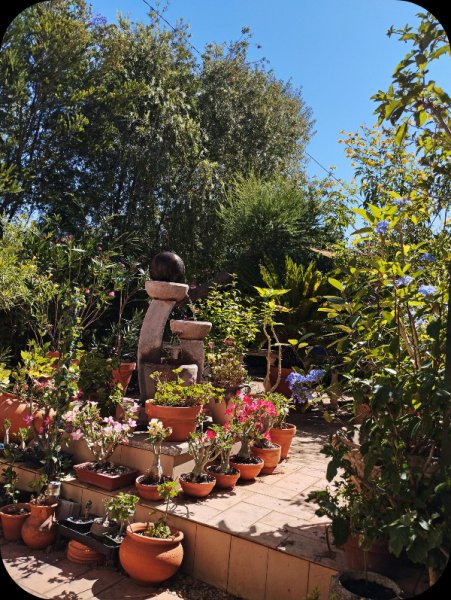 Morning Sun 7 Jun 25.jpg