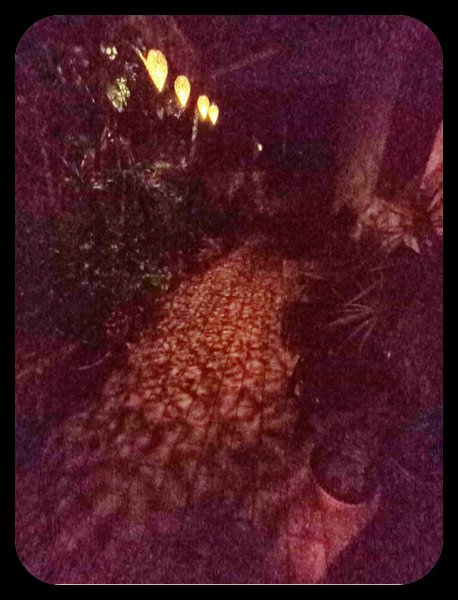 Morrocan Lights 28 Jun 22.jpg