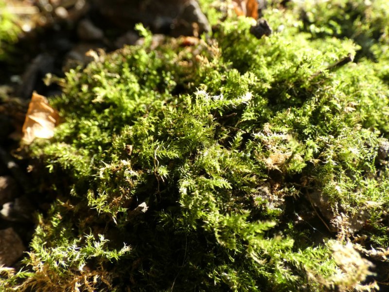 Moss 01  02 - small.jpg