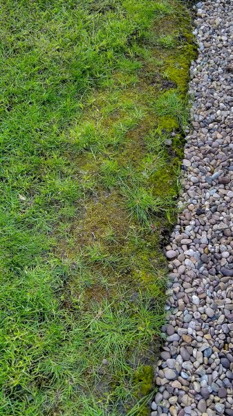 Mossy edge 11-5-22.jpg