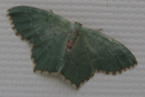 moth 002.JPG