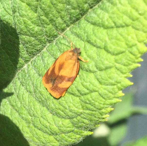 Moth on Buddlieha_.jpg