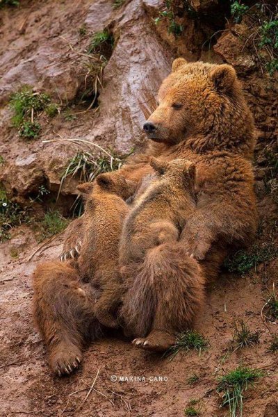 Mother & Chikd Bear.jpg
