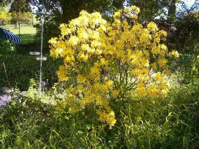 mothers plants 019.JPG