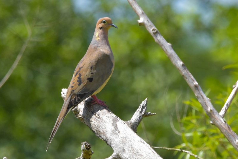 Mourning Dove gc .jpg