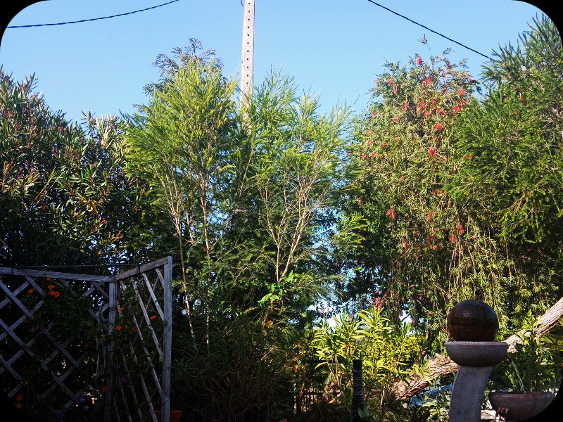 Mrlaleuca1 17 Apr 24.jpg