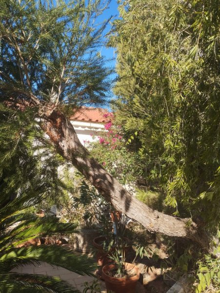 Mrlalruca Trunk 30 Sep 25.jpg