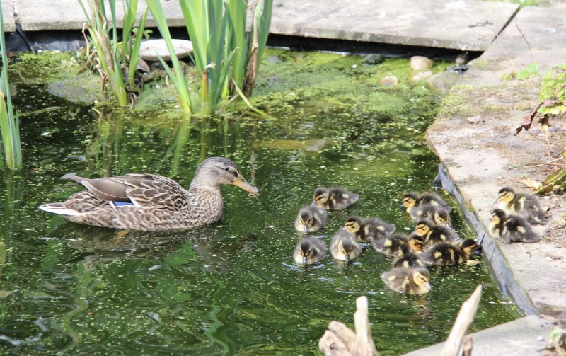 Mrs D & her 14 ducklings 14 April 2025 IMG_2922.jpeg