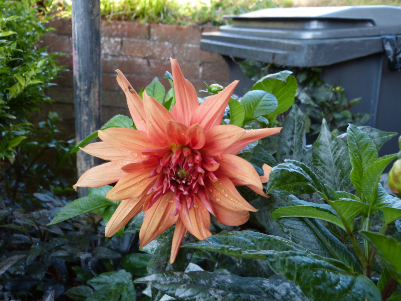 Mrs Ellen Jenkins.JPG