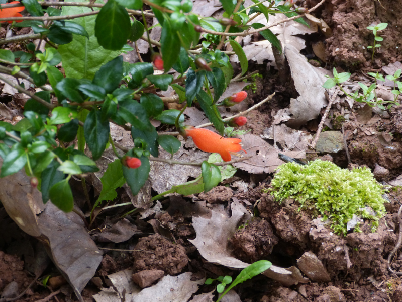 Mtraria coccinea.JPG