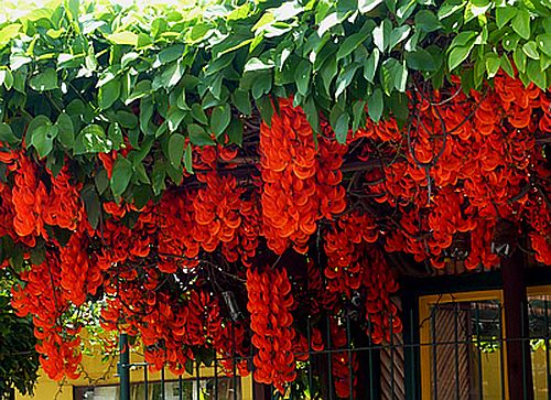 Mucuna bennettii.jpg