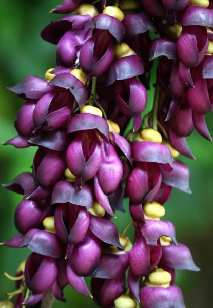 Mucuna-sempervirens.jpg