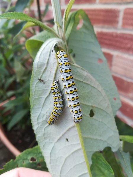 Mullein caterpillars.jpg