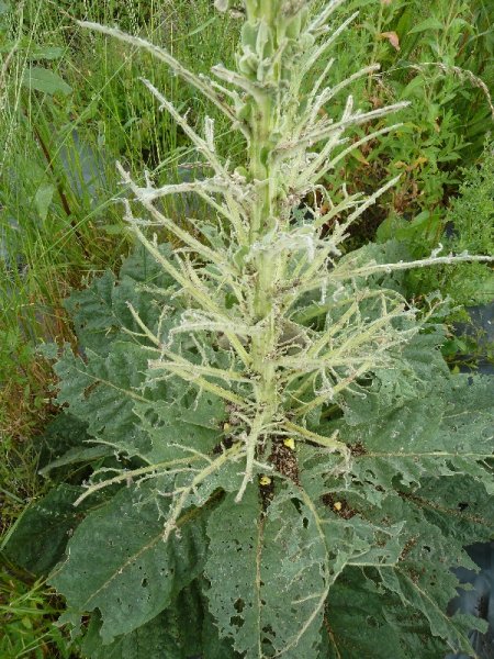 mullein moth gone.jpg