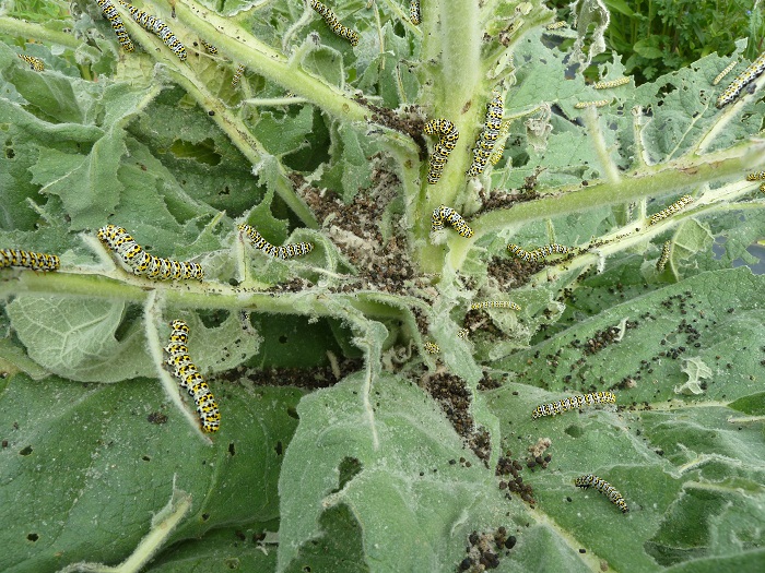 mullein moth lots.jpg