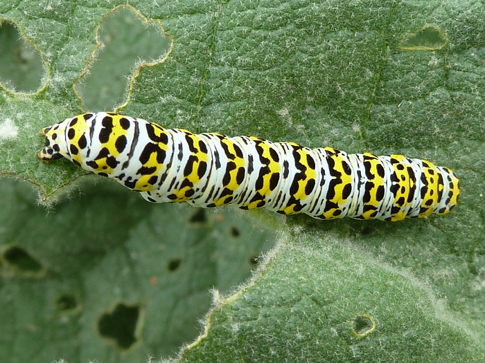 mullein moth single.jpg