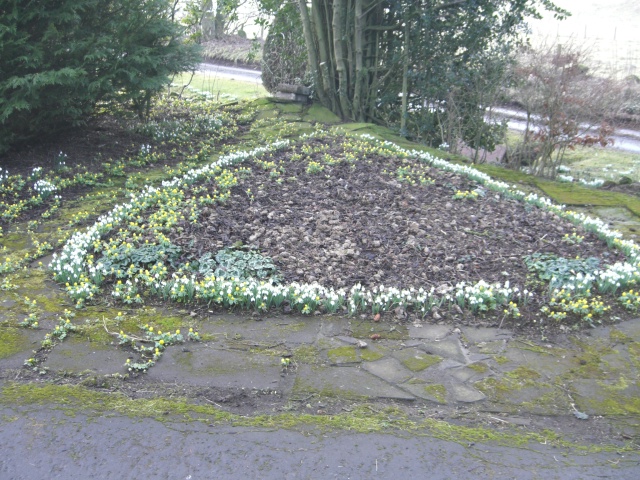 mums aconite ans snowdrops 001.JPG