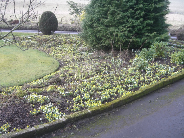 mums aconite ans snowdrops 005.JPG