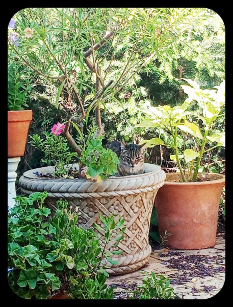 Munch in Pot1 28 Jun 22.jpg