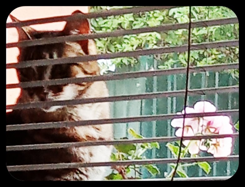 Munch through Blinds May 22.jpg