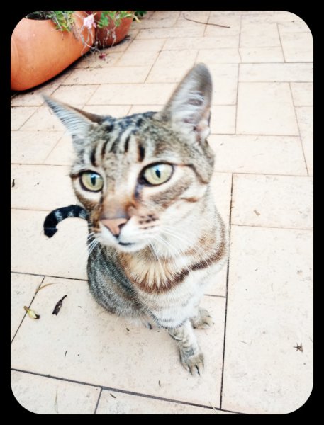 Munchkin 6 Oct 22.jpg