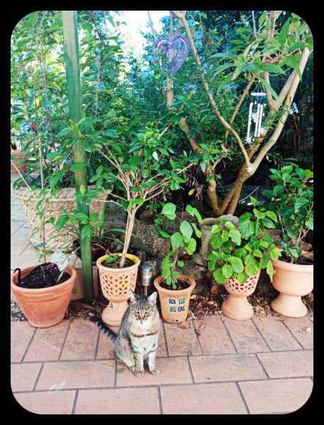 Munchkin Hibiscus 15 Oct 22.jpg