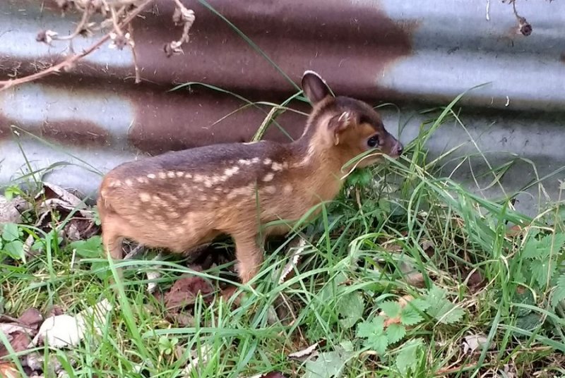 munty fawn.jpg