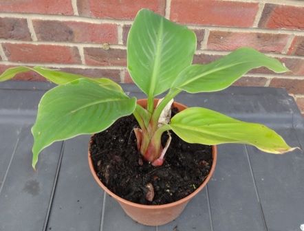 musalasiocarpa or2.jpg