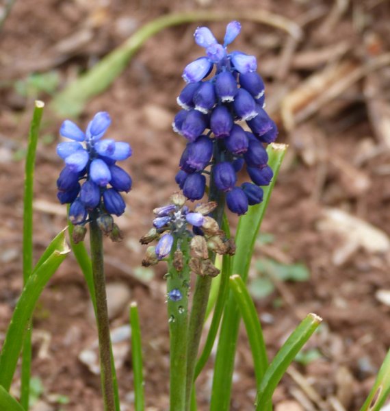 Muscari leucostomu 1.JPG