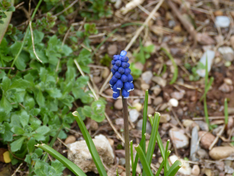 Muscari leucostomum.JPG