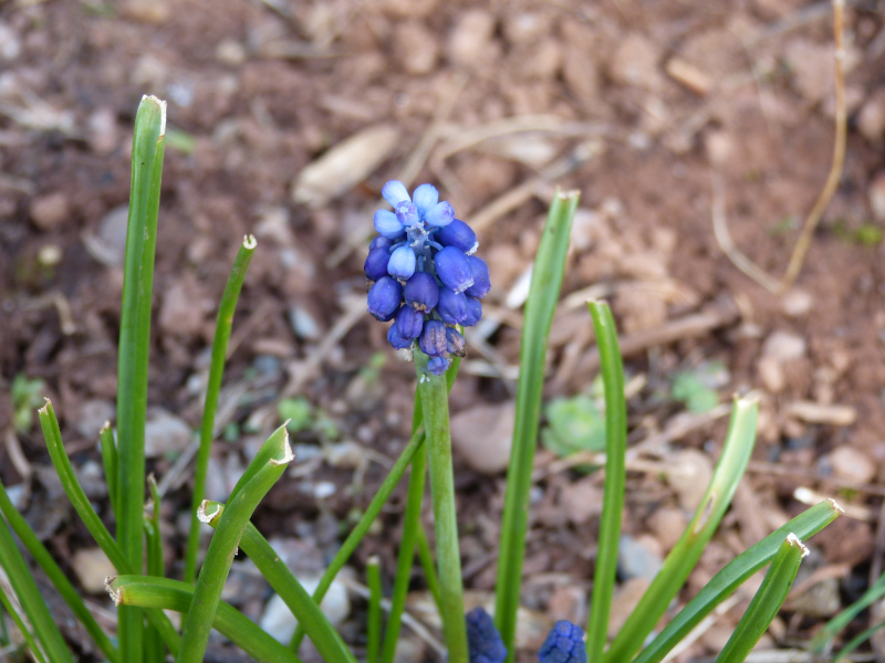 Muscari leucostomum.JPG