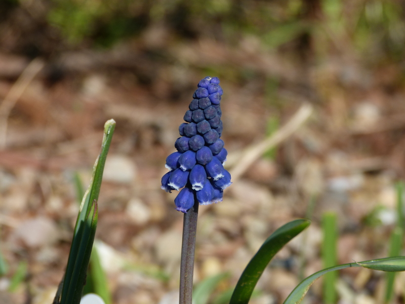 Muscari leucostomum.JPG