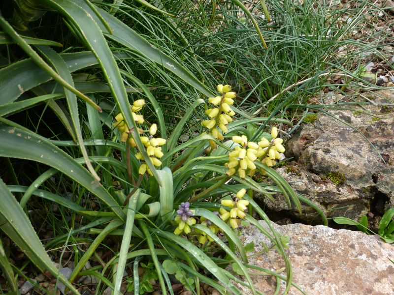 Muscari macrocarpum 1.JPG