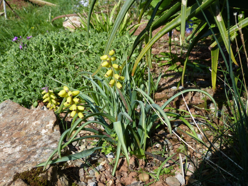 Muscari macrocarpum 2017.JPG