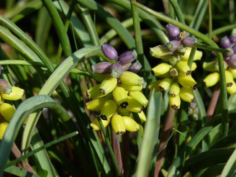 Muscari macrocarpum.JPG