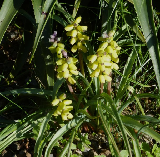 Muscari macrocarpum.JPG