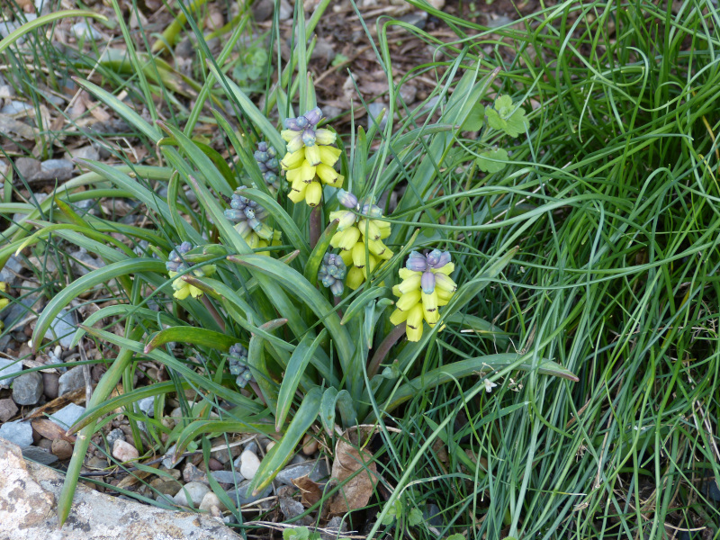 Muscari macrocarpum.JPG