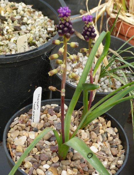 Muscari macrocarpum.JPG