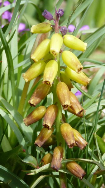 Muscari macrocarpum1.JPG