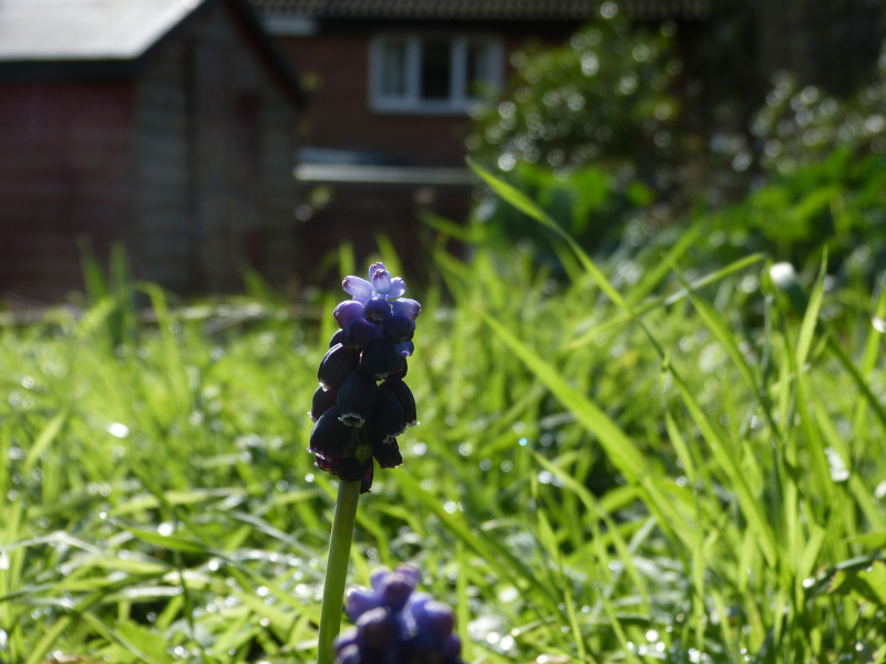 Muscari neglectum.JPG