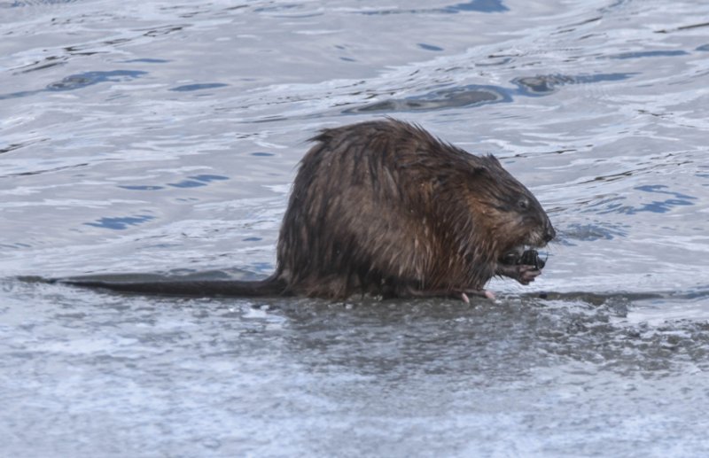 Muskrat.jpg