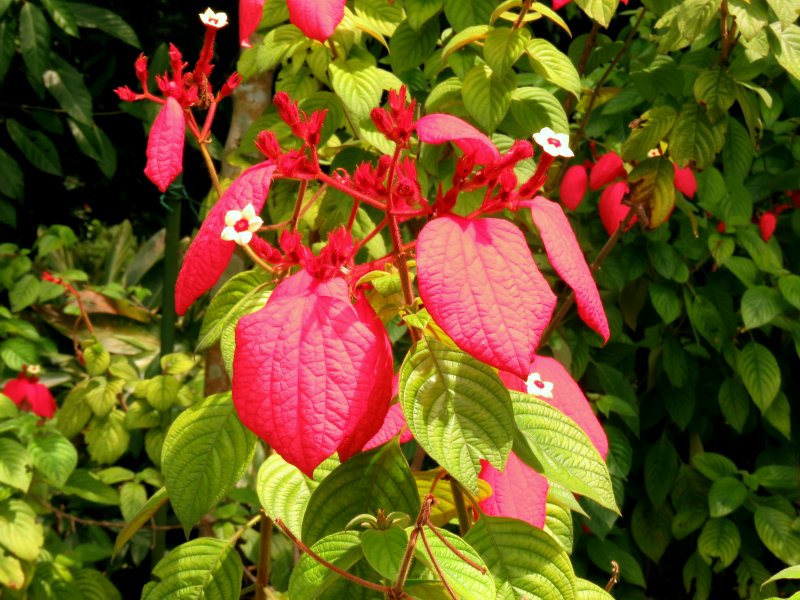 mussaenda erythro.JPG