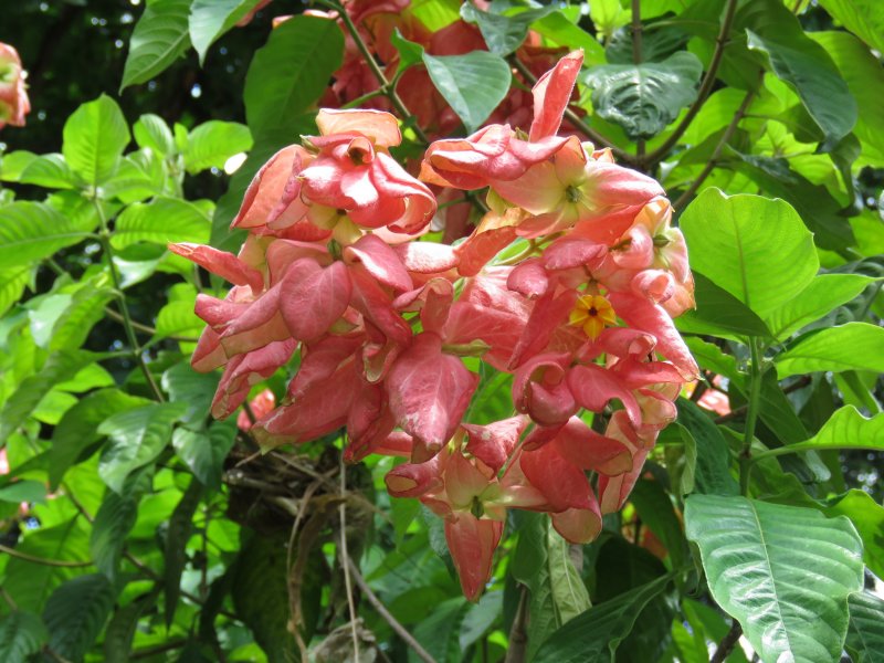 Mussaenda  phillipica 1.JPG