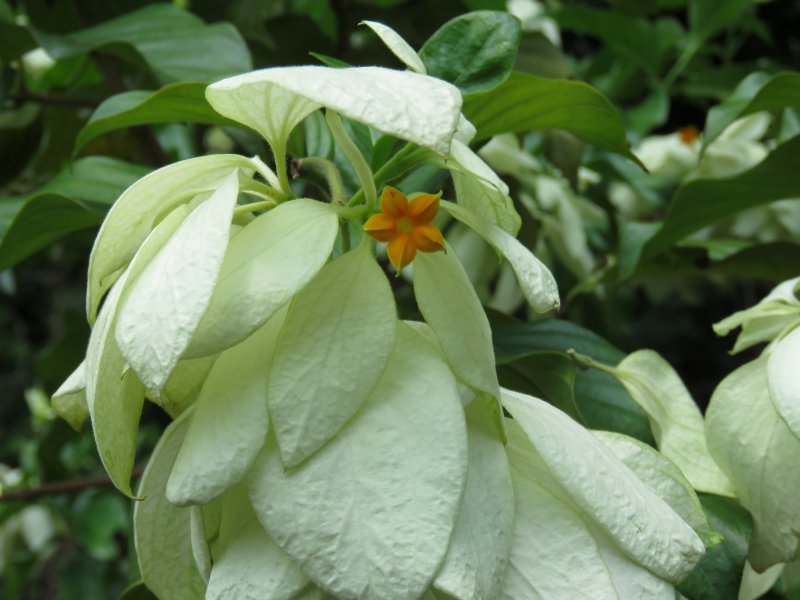 Musseanda Philipica 2.JPG