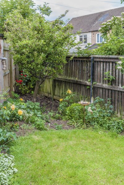 My bit of garden 16-6-22.jpg