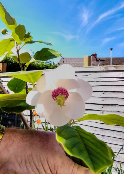 My first ever magnolia 18-5-22.jpg